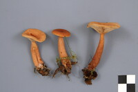 Lactarius tabidus image